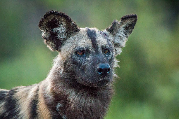 istock Starring African wild dog. 621730364