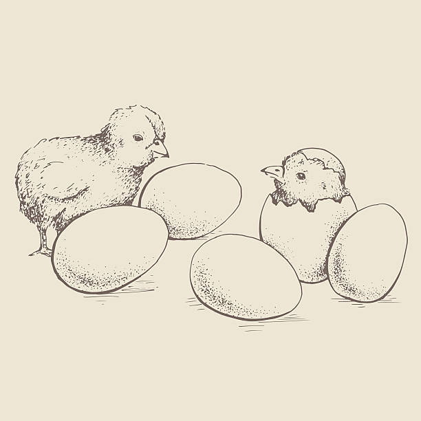 달걀, 치킨 - animal egg chicken new cracked stock illustrations
