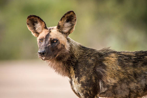 istock Starring African wild dog. 621730534