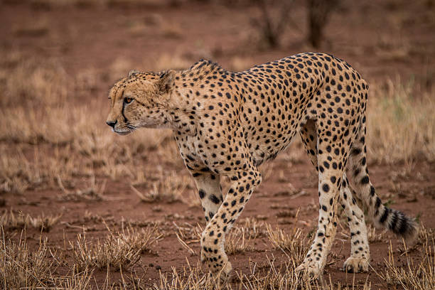 istock A Cheetah walking towards the camera. 621730592