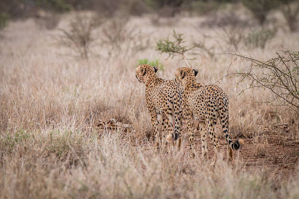 istock Two Cheetahs starring in the distance. 621730680