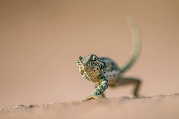 istock Flap-necked chameleon walking in the sand. 621730690