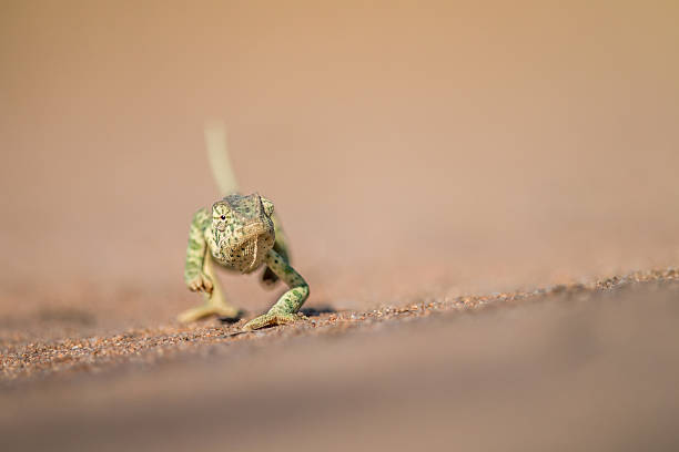 istock Flap-necked chameleon walking in the sand. 621730704