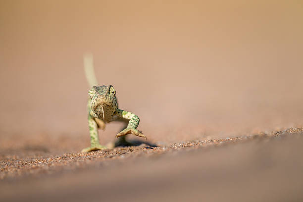 istock Flap-necked chameleon walking in the sand. 621730706