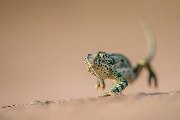 istock Flap-necked chameleon walking in the sand. 621730716