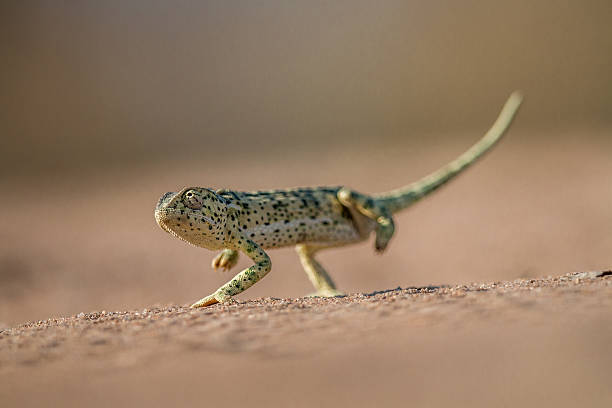 istock Flap-necked chameleon walking in the sand. 621730720