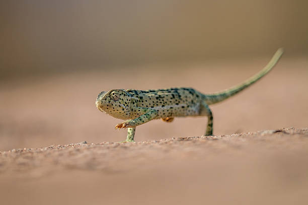 istock Flap-necked chameleon walking in the sand. 621730732