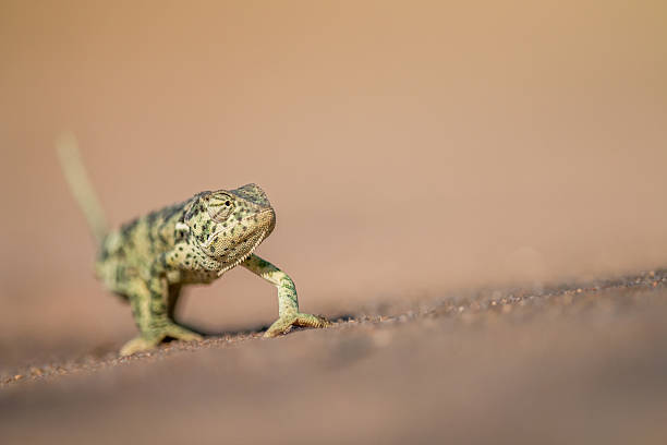 istock Flap-necked chameleon walking in the sand. 621730748