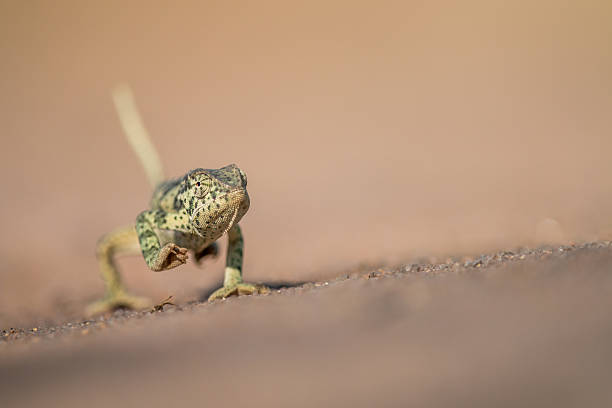 istock Flap-necked chameleon walking in the sand. 621730788