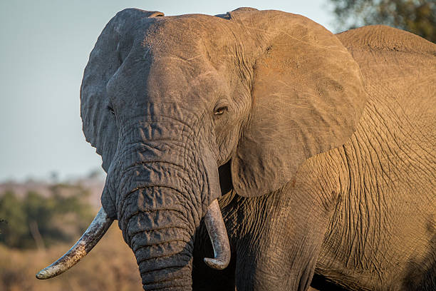 istock Big Elephant bull walking in the bush. 621731024