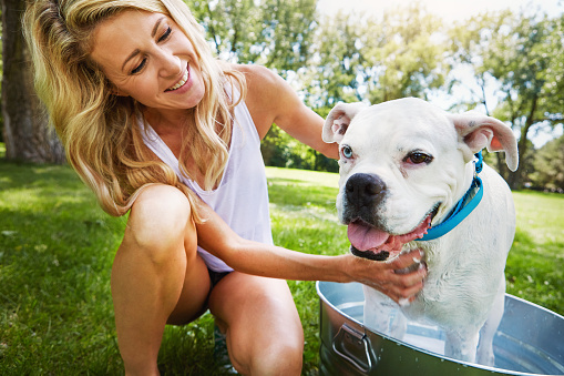 Shot of a woman bathing her pet dog outside on a summer's day