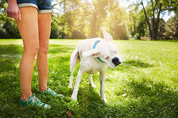 Cropped shot of a dog standing by his owner's side