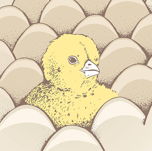 illustrazioni stock, clip art, cartoni animati e icone di tendenza di poster di uova e pollo - animal egg chicken new cracked