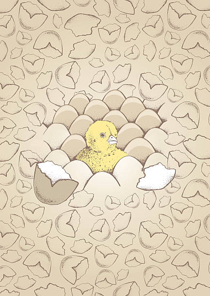달걀과 치킨 포스터 - animal egg chicken new cracked stock illustrations
