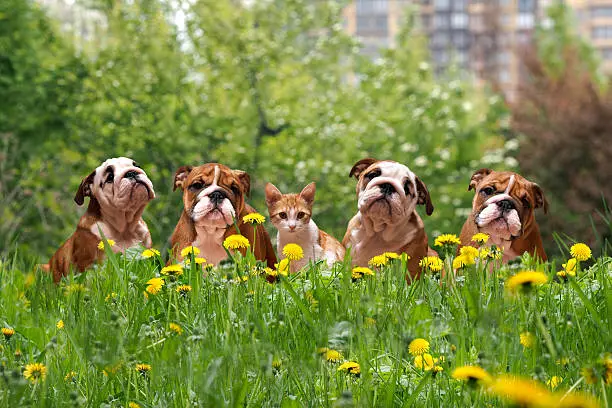 Photo of English Bulldog Puppies in a city park