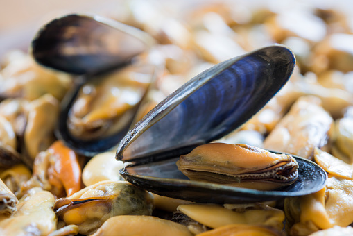 Wild mussels on rock growing on beach rock at low tide. Mytilus edulis