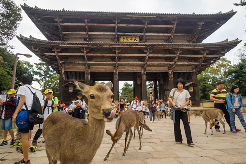 Nara, Japan - October 20, 2016: Wild deer roaming freely among tourists, before an old gate at the Todaiji Temple complex.