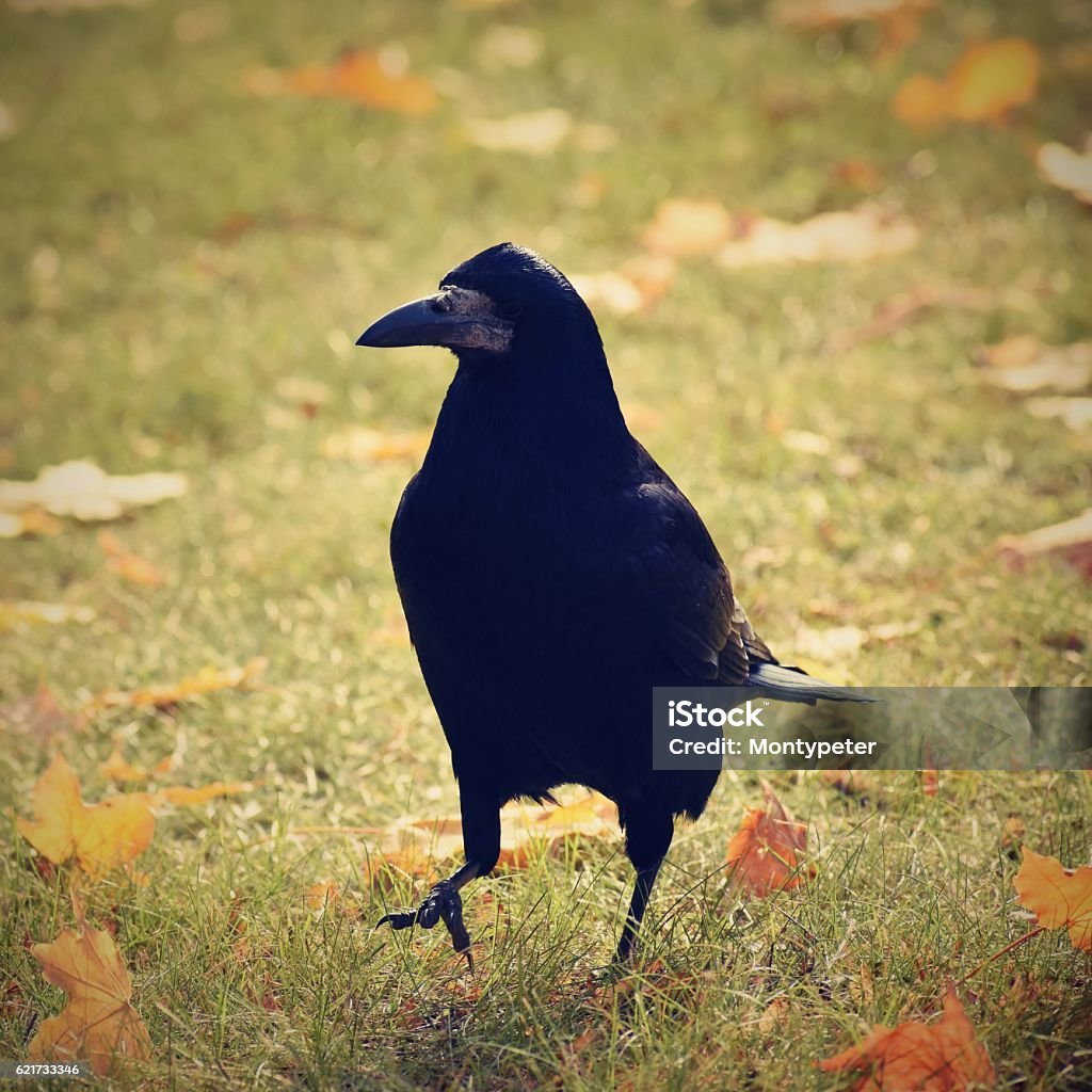 Hình Ảnh Đẹp Của Một Con Chim Quạ Quạ Hình ảnh Sẵn có - Tải xuống ...