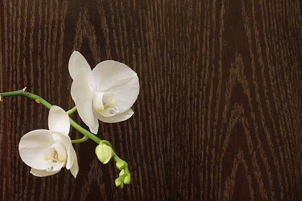 istock Orchid in the room 621733706