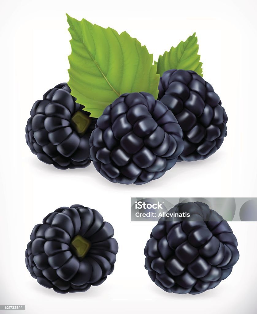Blackberry. Realistic illustration Blackberry. Sweet fruit. Forest berry. 3d vector icons set. Realistic illustration Blackberry - Fruit stock vector