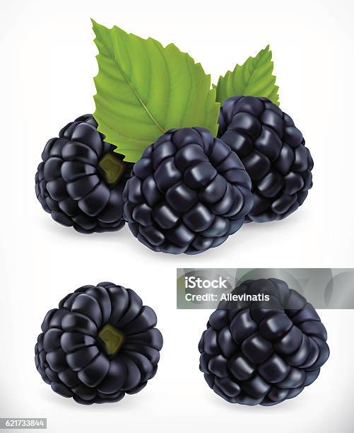 Blackberry Realistic Illustration Stock Illustration - Download Image Now - Blackberry - Fruit, Ripe, Berry Fruit
