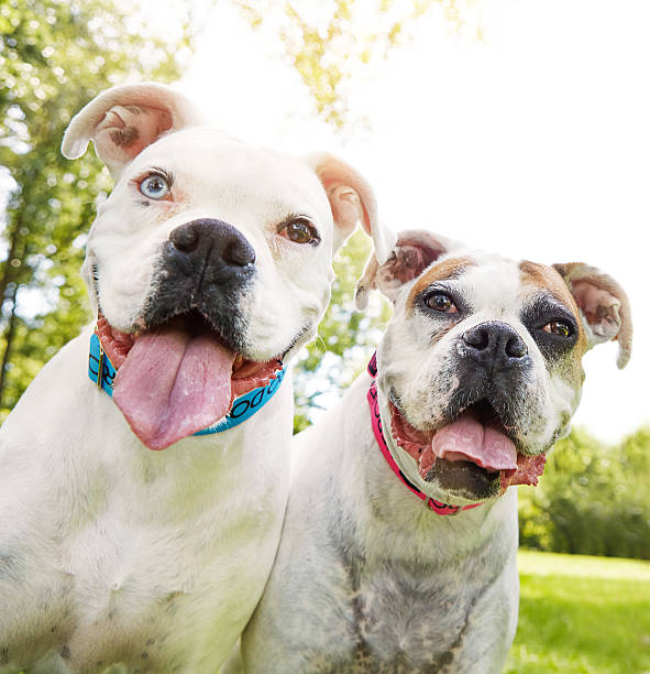 istock The best things in life are furry 621816290