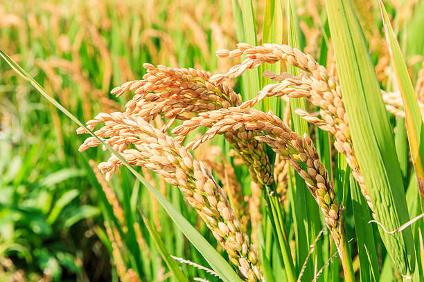 ripe rice in the autumn