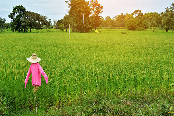 Scarecrow in green rice field with blue sky backgroundScarecrow in green rice field with blue sky background