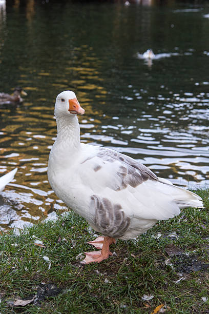 istock Wild goose standing near the water's edge 621817198