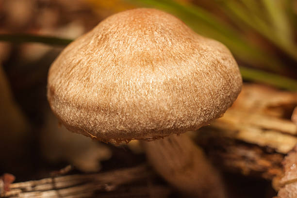 istock Mushrooms in the forest 621817550