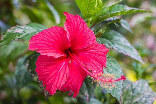 istock Chaba flower red in garden background. 621817996