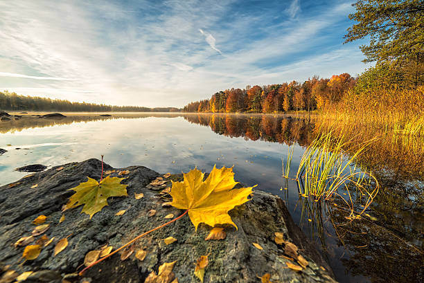 idyllische herbstseelandschaft mit ahornblatt auf dem felsen - skandinavischer abstammung stock-fotos und bilder