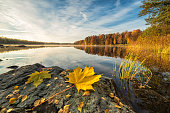 Idyllic autumn lake scenery with maple leaf on the rock