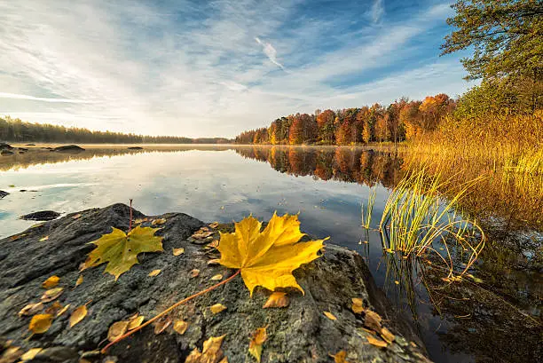 Photo of Idyllic autumn lake scenery with maple leaf on the rock