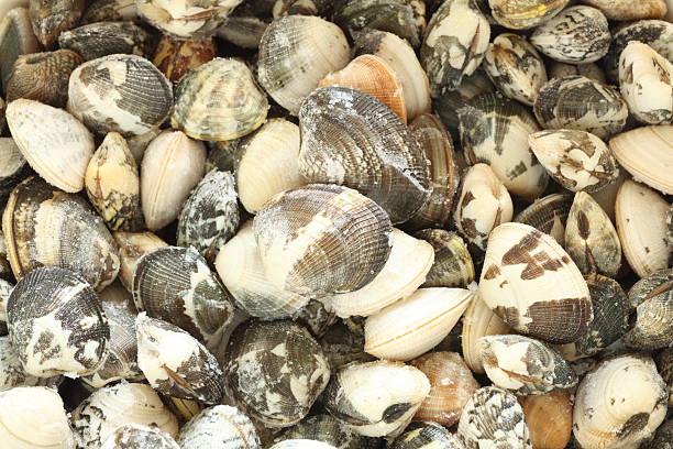 istock close up of Japanese clam 621818252