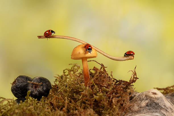 istock closeup three ladybugs on branch on mushroom in the meadow 621818940