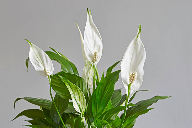 Spathiphyllum,Peace lily Peace Lily plant with several flowers peace lily photos stock pictures, royalty-free photos & images
