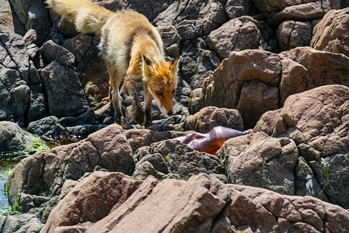 Close up of a Red fox (Vulpes vulpes) in a meadow with a butterfly sitting on a nose in summer.