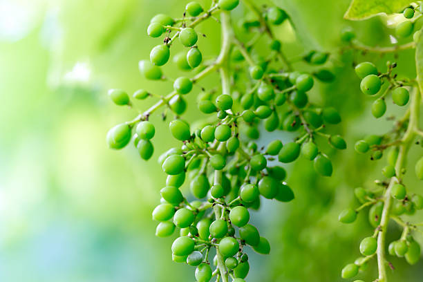 istock Unripe white grapes in a vineyard 621820102