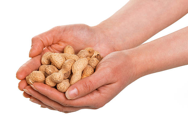 istock In human hands peanuts in the shell isolated on white . 621820144