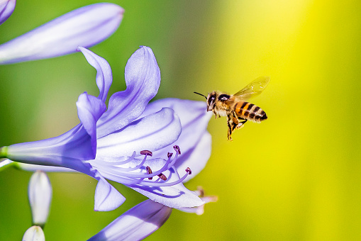Flying Bee entering a african lily flower with the stamen of the flower in sight.