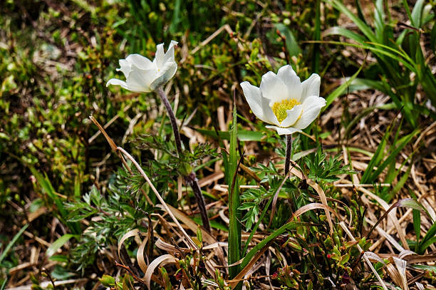 istock Mountain flowers Reserve 621821150