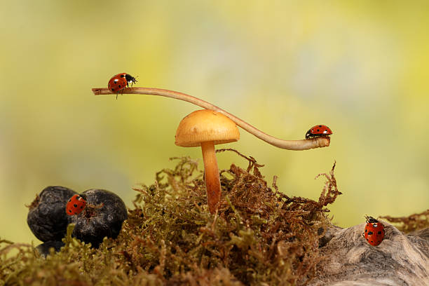 istock closeup ladybugs on the mushroom in the meadow 621821538