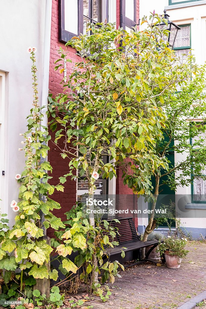 Nature in the city Plants and small trees growing around a bench in front of houses on the street in the city center of Zwolle. City Stock Photo