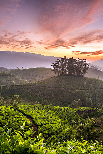 Sunrise over tea plantations in Munnar, Kerala, India stock photo