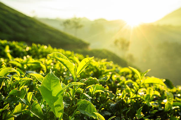 istock Sunrise over tea plantations in Munnar, Kerala, India 621822452