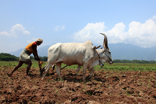 Sengottai, India-May 01, 2011: An unidentified farmer plows farm land by conventional method where a plow is attached to bullocks