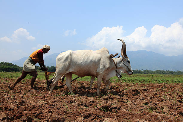 Farmer plowing agricultural field Sengottai, India-May 01, 2011: An unidentified farmer plows farm land by conventional method where a plow is attached to bullocks tamil nadu landscape stock pictures, royalty-free photos & images