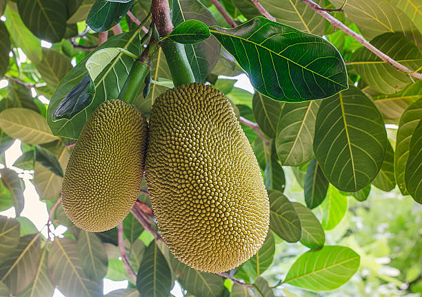 jackfruit tailandés en el árbol en el jardín primer plano - jack fruit fotografías e imágenes de stock