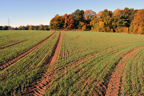 istock Autumn young wheat  field with tractor tracks 621823764